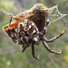 Backobourkia sp. (genus) at Paddys River, ACT - 5 Jan 2022