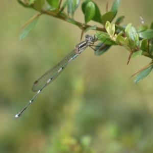 Austrolestes leda at Jerrabomberra, NSW - 5 Jan 2022 08:39 AM