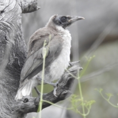 Philemon corniculatus (Noisy Friarbird) at Paddys River, ACT - 5 Jan 2022 by HelenCross