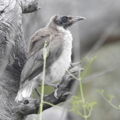 Philemon corniculatus (Noisy Friarbird) at Bullen Range - 5 Jan 2022 by HelenCross