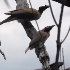 Philemon corniculatus at Paddys River, ACT - 5 Jan 2022 12:58 PM