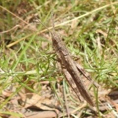 Coryphistes ruricola (Bark-mimicking Grasshopper) at Bullen Range - 5 Jan 2022 by HelenCross
