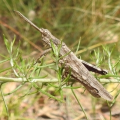 Coryphistes ruricola at Paddys River, ACT - 5 Jan 2022