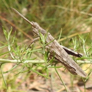 Coryphistes ruricola at Paddys River, ACT - 5 Jan 2022