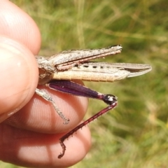 Coryphistes ruricola at Paddys River, ACT - 5 Jan 2022