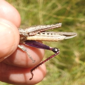 Coryphistes ruricola at Paddys River, ACT - 5 Jan 2022