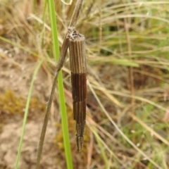 Lepidoscia arctiella (Tower Case Moth) at Bullen Range - 5 Jan 2022 by HelenCross