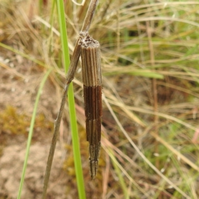 Lepidoscia arctiella (Tower Case Moth) at Paddys River, ACT - 5 Jan 2022 by HelenCross