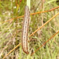 Noctuidae unclassified IMMATURE moth (Immature Noctuidae Moth) at Bullen Range - 5 Jan 2022 by HelenCross