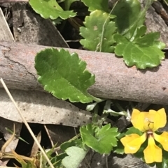 Goodenia hederacea subsp. alpestris at Cotter River, ACT - 28 Dec 2021 by Tapirlord