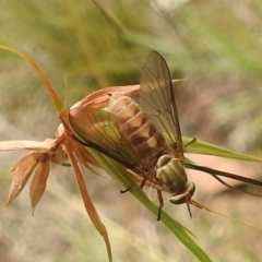 Dasybasis sp. (genus) (A march fly) at Bullen Range - 5 Jan 2022 by HelenCross
