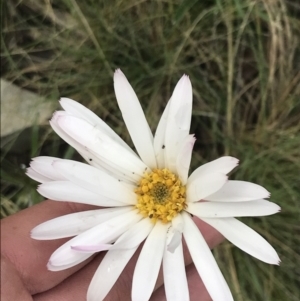 Celmisia tomentella at Cotter River, ACT - 28 Dec 2021