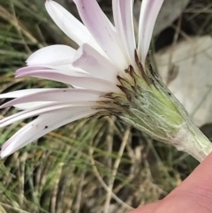 Celmisia tomentella at Cotter River, ACT - 28 Dec 2021