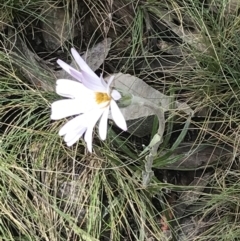 Celmisia tomentella at Cotter River, ACT - 28 Dec 2021