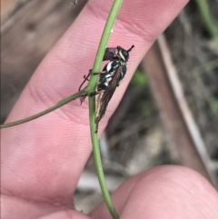 Perginae sp. (subfamily) (Unidentified pergine sawfly) at Cotter River, ACT - 27 Dec 2021 by Tapirlord