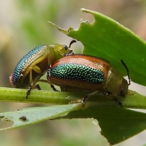 Calomela parilis at Paddys River, ACT - 5 Jan 2022 01:46 PM