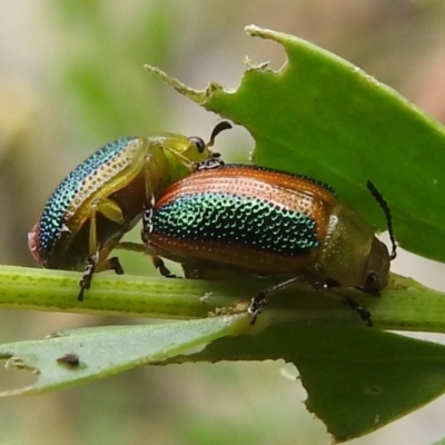 Calomela parilis (Leaf beetle) at Bullen Range - 5 Jan 2022 by HelenCross