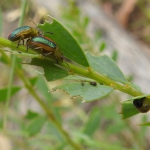 Calomela parilis at Paddys River, ACT - 5 Jan 2022 01:46 PM