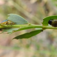 Calomela parilis at Paddys River, ACT - 5 Jan 2022 01:46 PM