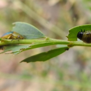 Calomela parilis at Paddys River, ACT - 5 Jan 2022 01:46 PM