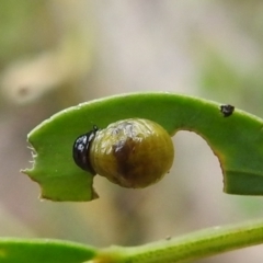 Calomela parilis at Paddys River, ACT - 5 Jan 2022 01:46 PM