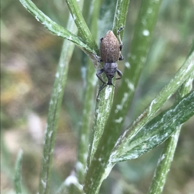 Perperus sp. (Unidentified Perperus weevil) at Cotter River, ACT - 27 Dec 2021 by Tapirlord