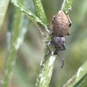 Perperus sp. at Cotter River, ACT - 28 Dec 2021 10:58 AM