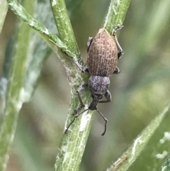 Perperus sp. at Cotter River, ACT - 28 Dec 2021 10:58 AM