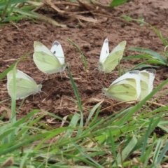 Pieris rapae (Cabbage White) at Pialligo, ACT - 4 Jan 2022 by RodDeb