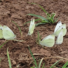 Pieris rapae at Pialligo, ACT - 4 Jan 2022