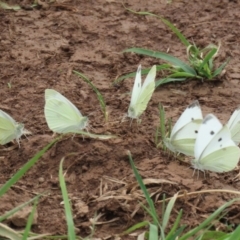 Pieris rapae at Pialligo, ACT - 4 Jan 2022