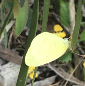 Eurema smilax at Cotter River, ACT - 28 Dec 2021 10:59 AM