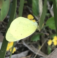 Eurema smilax at Cotter River, ACT - 28 Dec 2021 10:59 AM