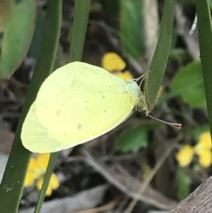 Eurema smilax at Cotter River, ACT - 28 Dec 2021