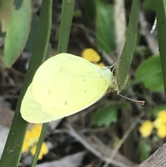 Eurema smilax at Cotter River, ACT - 28 Dec 2021 10:59 AM