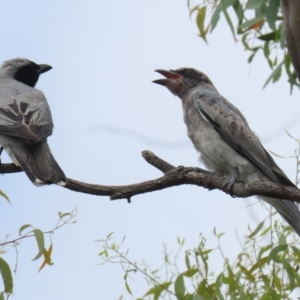 Coracina novaehollandiae at Pialligo, ACT - 4 Jan 2022