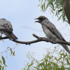 Coracina novaehollandiae at Pialligo, ACT - 4 Jan 2022