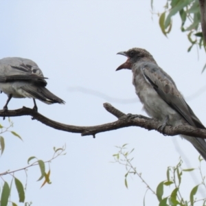 Coracina novaehollandiae at Pialligo, ACT - 4 Jan 2022