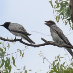 Coracina novaehollandiae at Pialligo, ACT - 4 Jan 2022