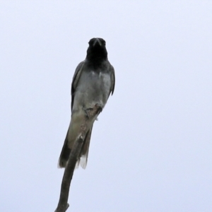 Coracina novaehollandiae at Pialligo, ACT - 4 Jan 2022