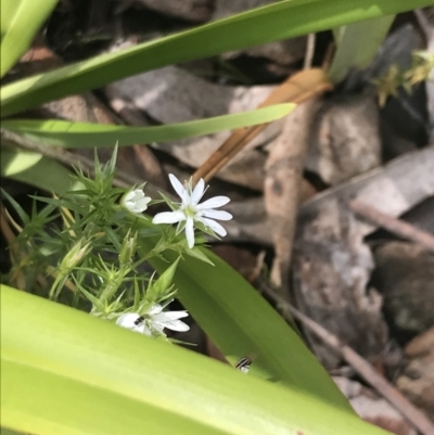 Stellaria pungens (Prickly Starwort) at Cotter River, ACT - 28 Dec 2021 by Tapirlord