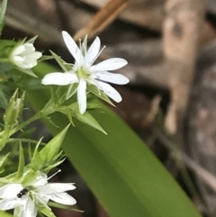 Stellaria pungens at Cotter River, ACT - 28 Dec 2021