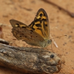 Heteronympha merope (Common Brown Butterfly) at Campbell Park Woodland - 4 Jan 2022 by RodDeb