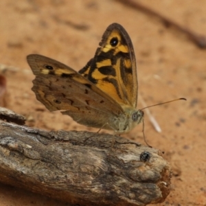 Heteronympha merope at Pialligo, ACT - 4 Jan 2022 11:55 AM