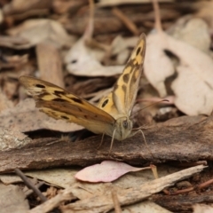 Heteronympha merope at Pialligo, ACT - 4 Jan 2022 11:55 AM