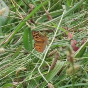 Heteronympha merope at Pialligo, ACT - 4 Jan 2022 11:55 AM