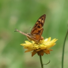 Heteronympha merope at Pialligo, ACT - 4 Jan 2022 11:55 AM