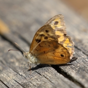 Heteronympha merope at Pialligo, ACT - 4 Jan 2022 11:55 AM