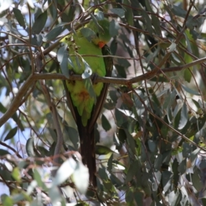 Polytelis swainsonii at Pialligo, ACT - 4 Jan 2022