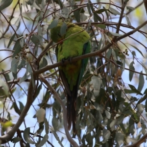 Polytelis swainsonii at Pialligo, ACT - 4 Jan 2022